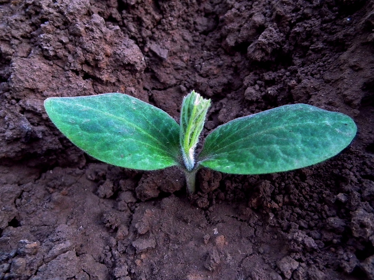 How to Start a Seedling Indoors